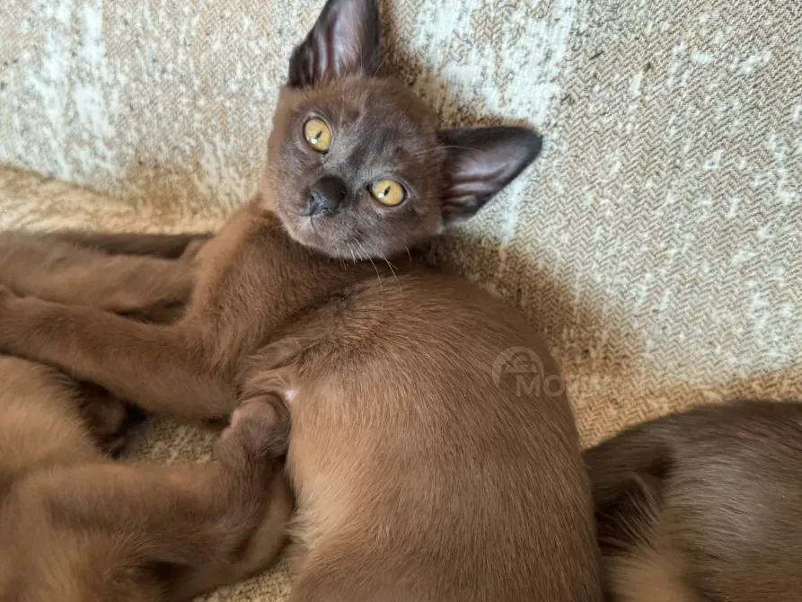 სუფთა სისხლის ევროპული ბირმული კნუტები თბილისი - photo 5