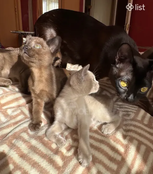 სუფთა სისხლის ევროპული ბირმული კნუტები თბილისი - photo 2