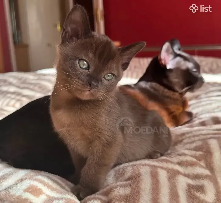 სუფთა სისხლის ევროპული ბირმული კნუტები თბილისი - photo 1