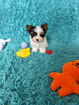 გთავაზობთ Biewer Yorkshire Terrier-ის ლეკვის (Biewer Yorkie) ყიდვას ბათუმში და თბილისში. თბილისი