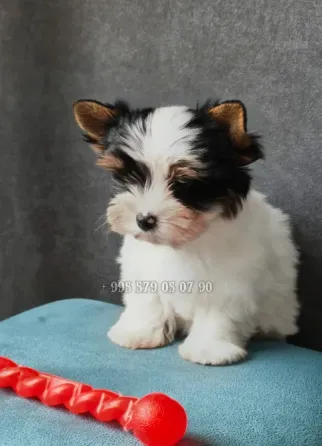 გთავაზობთ Biewer Yorkshire Terrier-ის ლეკვის (Biewer Yorkie) ყიდვას ბათუმში და თბილისში. თბილისი