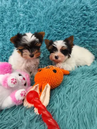 გთავაზობთ Biewer Yorkshire Terrier-ის ლეკვის (Biewer Yorkie) ყიდვას ბათუმში და თბილისში. თბილისი