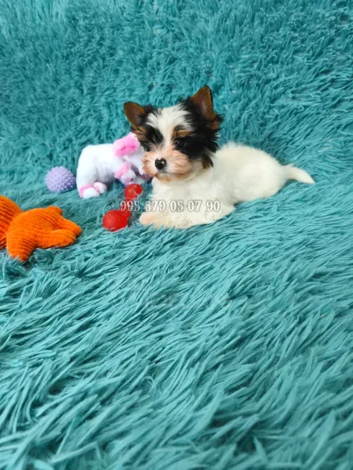 გთავაზობთ Biewer Yorkshire Terrier-ის ლეკვის (Biewer Yorkie) ყიდვას ბათუმში და თბილისში. თბილისი - photo 8