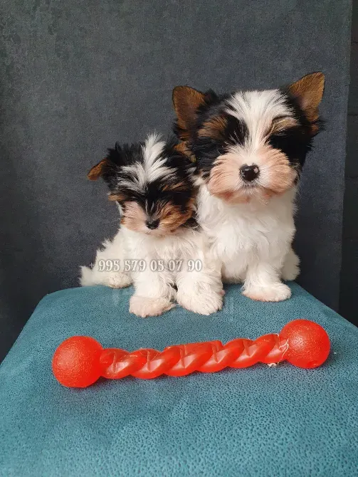 გთავაზობთ Biewer Yorkshire Terrier-ის ლეკვის (Biewer Yorkie) ყიდვას ბათუმში და თბილისში. თბილისი - photo 1