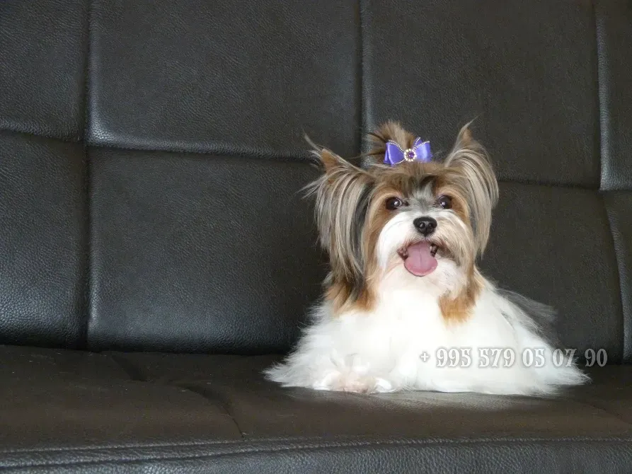 გთავაზობთ Biewer Yorkshire Terrier-ის ლეკვის (Biewer Yorkie) ყიდვას ბათუმში და თბილისში. თბილისი - photo 9