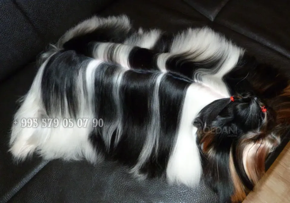 გთავაზობთ Biewer Yorkshire Terrier-ის ლეკვის (Biewer Yorkie) ყიდვას ბათუმში და თბილისში. თბილისი - photo 10