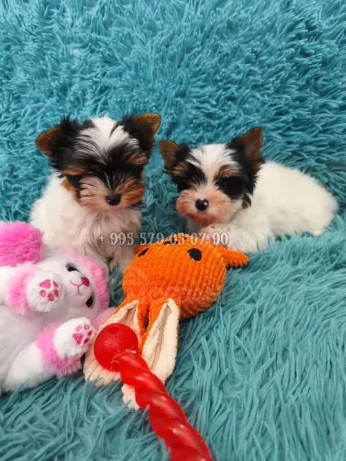 გთავაზობთ Biewer Yorkshire Terrier-ის ლეკვის (Biewer Yorkie) ყიდვას ბათუმში და თბილისში. თბილისი - photo 3
