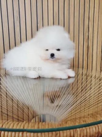 Продаётся мини щенок померанского шпица белого, боо. Безумно красивый мальчик! Тбилиси