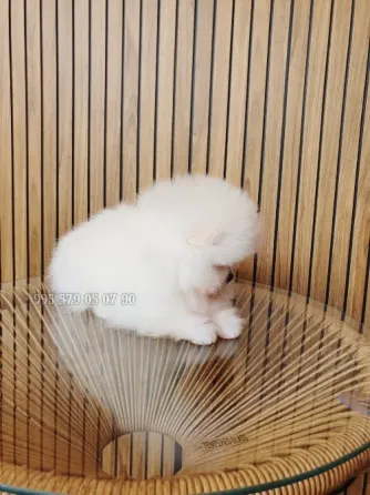 Продаётся мини щенок померанского шпица белого, боо. Безумно красивый мальчик! Тбилиси