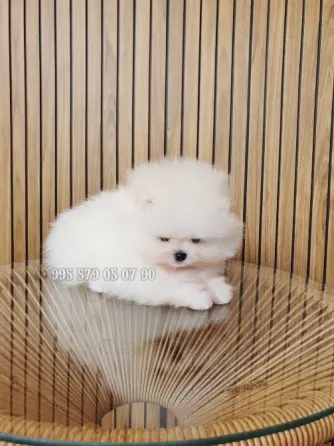 Продаётся мини щенок померанского шпица белого, боо. Безумно красивый мальчик! Тбилиси