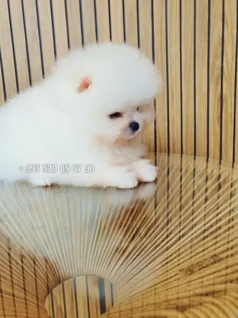 Продаётся мини щенок померанского шпица белого, боо. Безумно красивый мальчик! Тбилиси