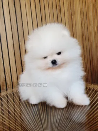 Продаётся мини щенок померанского шпица белого, боо. Безумно красивый мальчик! Тбилиси