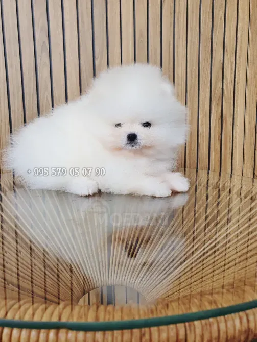 Продаётся мини щенок померанского шпица белого, боо. Безумно красивый мальчик! Тбилиси - изображение 5