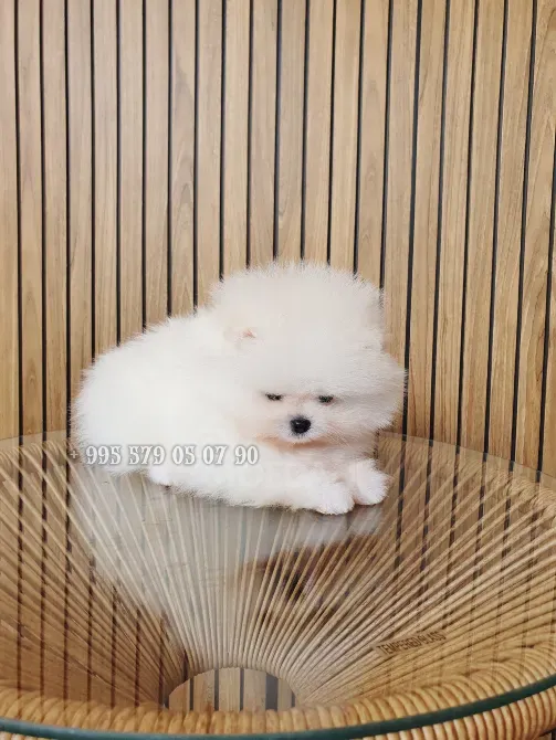 Продаётся мини щенок померанского шпица белого, боо. Безумно красивый мальчик! Тбилиси - изображение 4