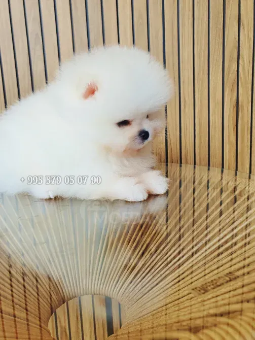 Продаётся мини щенок померанского шпица белого, боо. Безумно красивый мальчик! Тбилиси - изображение 2
