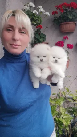 Пицца Тбилиси