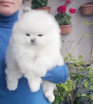 Пицца Тбилиси