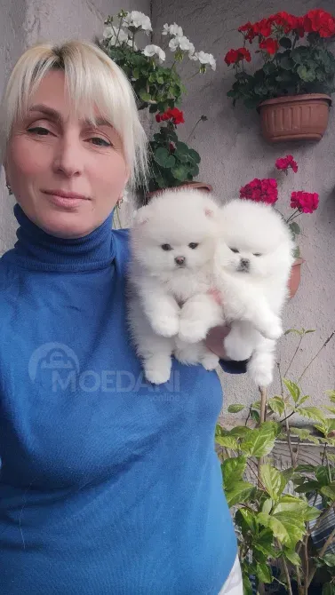 Пицца Тбилиси - изображение 2