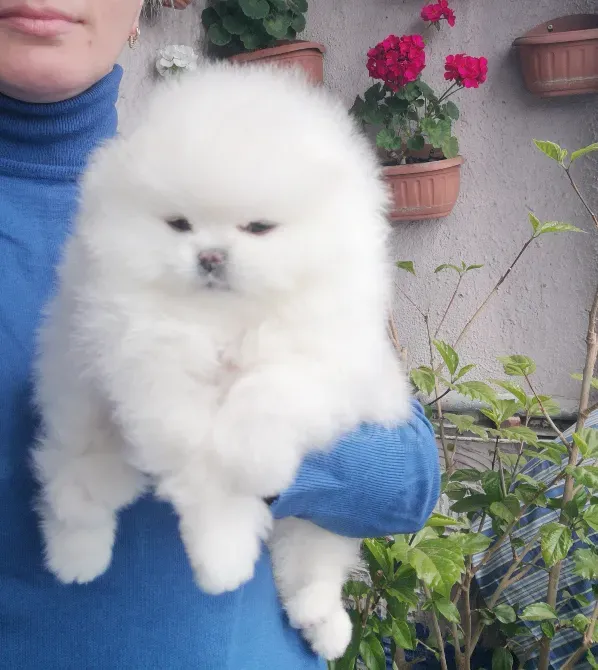 Пицца Тбилиси - изображение 4