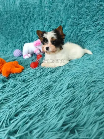 Ბივერ იორკის მინი ლეკვები. სუფთა სისხლის. საბუთებით FCI/FCG. Тбилиси