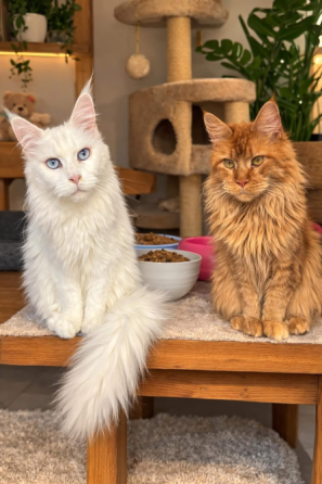 Maine coon თბილისი