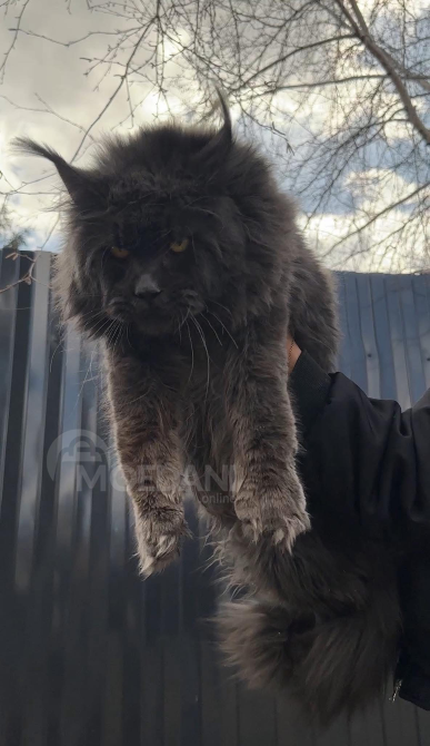 Maine coon თბილისი - photo 8