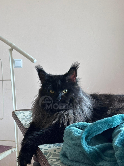 Maine coon თბილისი - photo 5