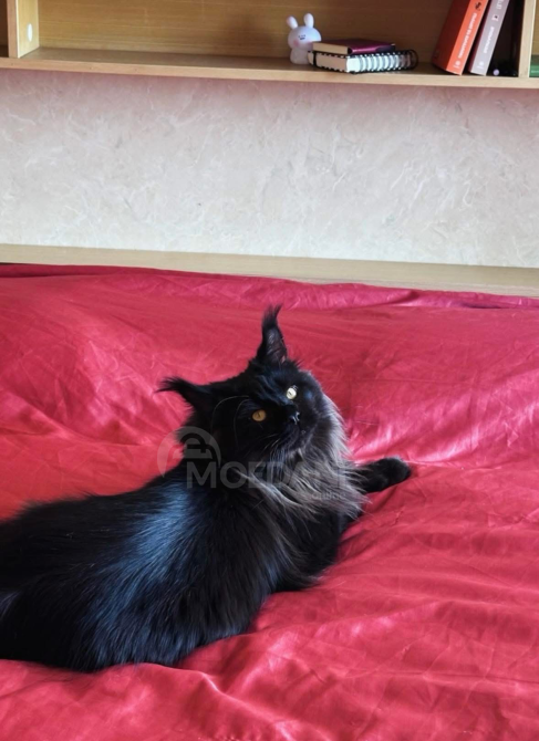 Maine coon თბილისი - photo 7