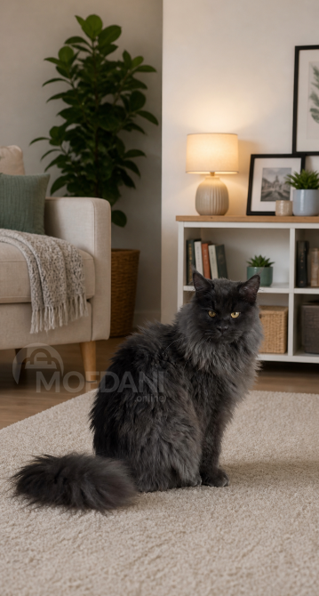 Maine coon თბილისი - photo 6