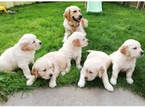 Golden retriever puppies Dedoplis-ckaro