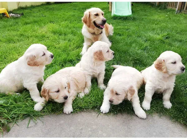 Golden retriever puppies Dedoplis-ckaro - photo 1
