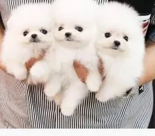 Purebred Pomeranian Spitz puppies Dedoplis-ckaro