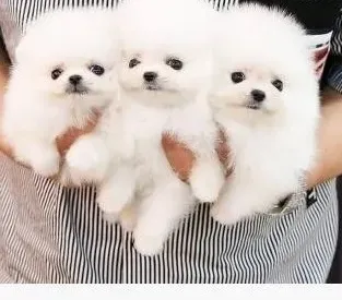 Purebred Pomeranian Spitz puppies Dedoplis-ckaro - photo 1