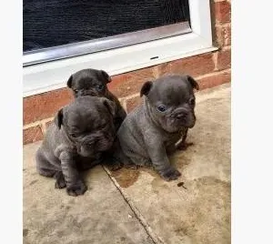 French bulldog puppies for sale Dedoplis-ckaro