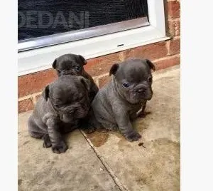 French bulldog puppies for sale Dedoplis-ckaro - photo 1