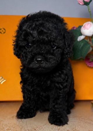 Თოი პუდელი Toy poodle თბილისი