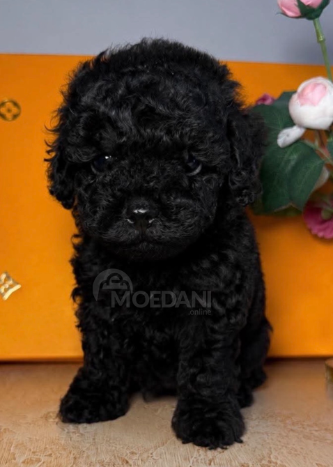 Თოი პუდელი Toy poodle თბილისი - photo 1