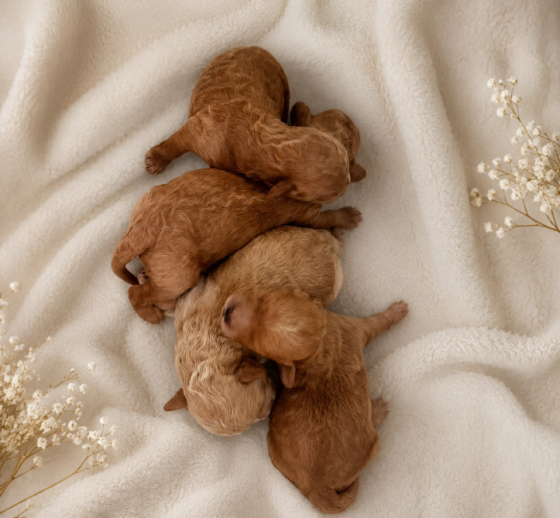 Მალტიპუ Maltipoo თბილისი