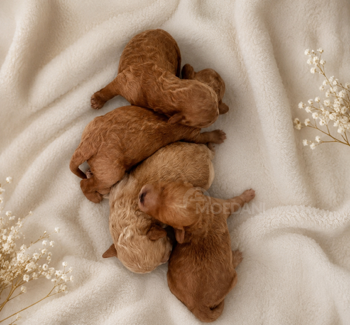 Მალტიპუ Maltipoo თბილისი - photo 1