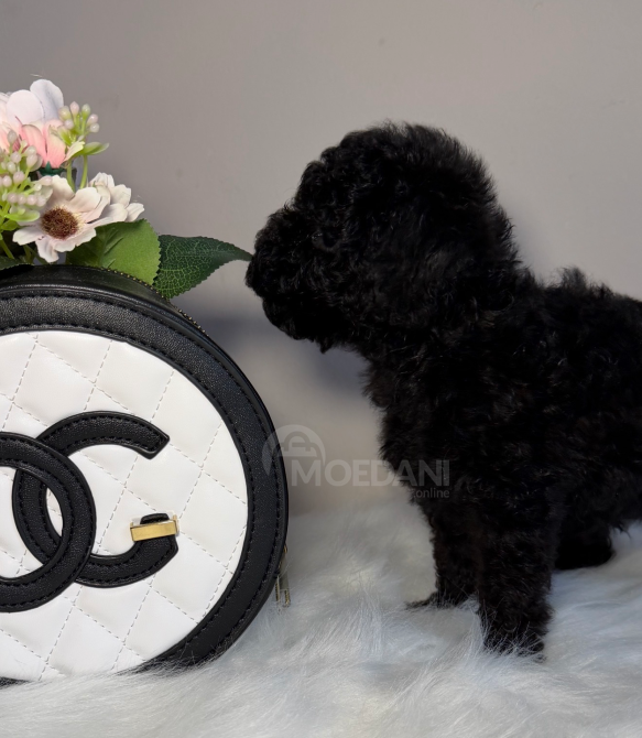 Toy poodle თოი პუდელი თბილისი - photo 1