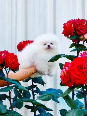 A gorgeous white Pomeranian puppy. Pomeranian in Georgia. Tbilisi