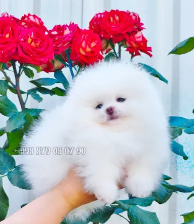 A gorgeous white Pomeranian puppy. Pomeranian in Georgia. Tbilisi