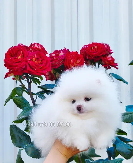 A gorgeous white Pomeranian puppy. Pomeranian in Georgia. Tbilisi - photo 4
