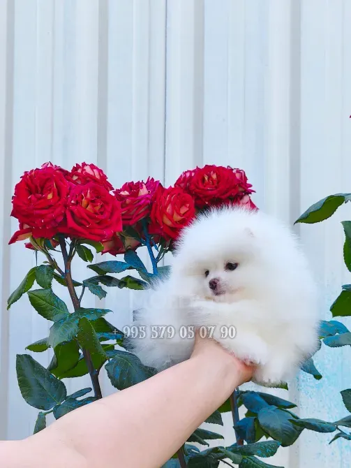 A gorgeous white Pomeranian puppy. Pomeranian in Georgia. Tbilisi - photo 1