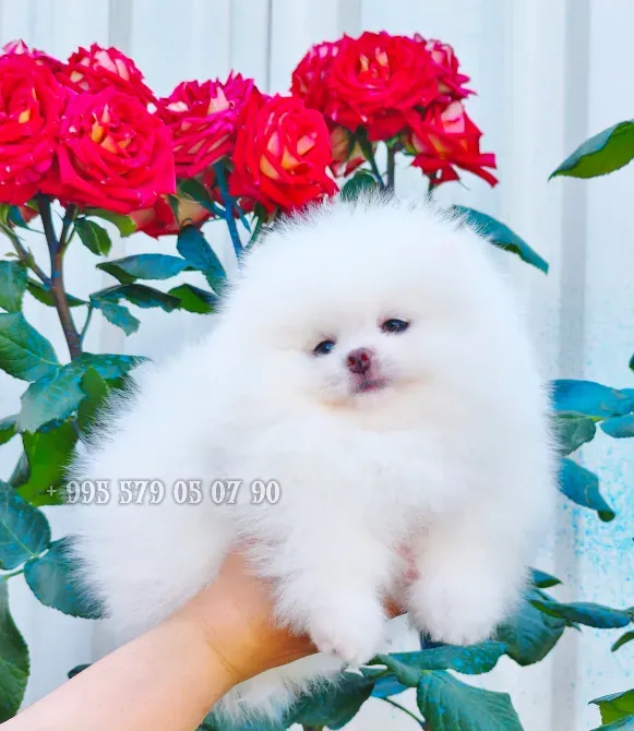 A gorgeous white Pomeranian puppy. Pomeranian in Georgia. Tbilisi - photo 2