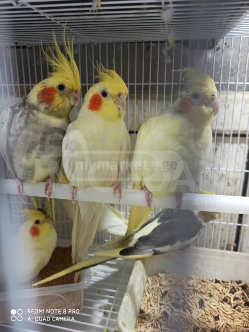 4თვის კარელის ბარტყები დიდი არჩევანი .ღიაა24სა ათი Tbilisi - photo 1