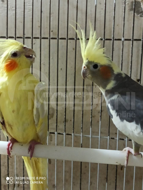 4თვის კარელის ბარტყები დიდი არჩევანი .ღიაა24სა ათი Tbilisi - photo 2