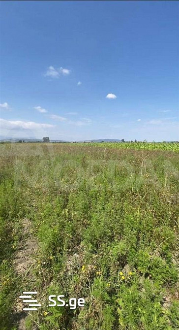 Продам земельный участок 6000м² Тбилиси - изображение 3