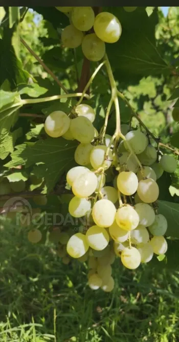 Იყიდება სუფრის ყურძენი 1 ტონიდან 1 ტონა ნახევრამდე კარეთში გურჯაანი - photo 1