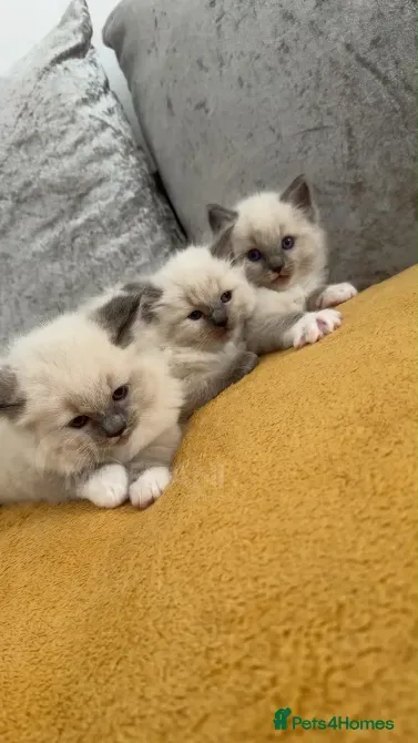 3 beautiful ragdoll kittens, Tbilisi - photo 1